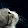 小猫咪